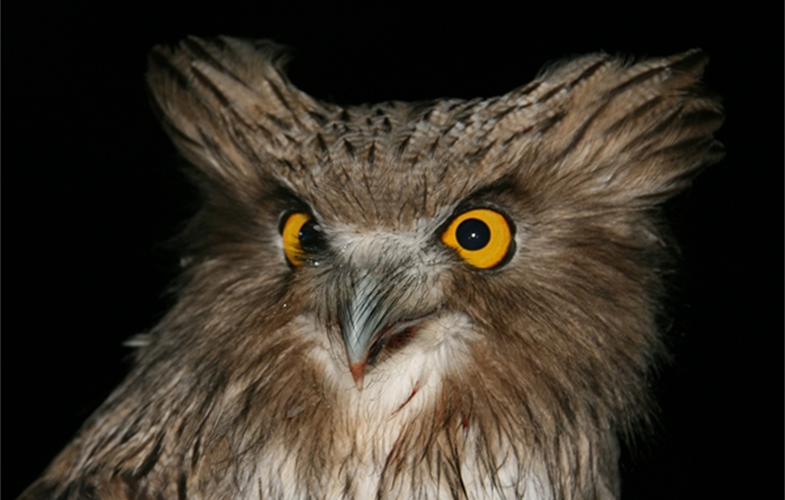 A Blakiston's fish owl in Primorye, Russia. These massive, endangered owls nest in cavities of old-growth trees and eat salmon. cr: Jon Slaght